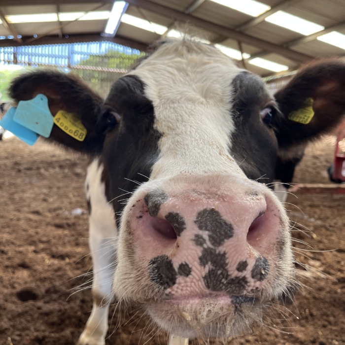 Eric Lyons Mooo